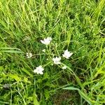 Ornithogalum gussonei ᱵᱟᱦᱟ