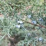 Juniperus scopulorum পাতা
