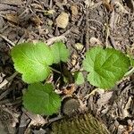 Dalibarda repens Leaf