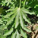 Fatsia japonica Leaf