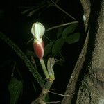 Philodendron squamiferum Blomst