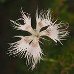 Dianthus hyssopifoliusКвітка