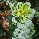 Euphorbia paralias Flor