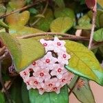 Hoya carnosa Bloem