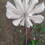 Cecropia schreberiana Hoja