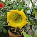 Solandra longiflora Цвят