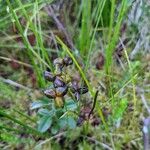 Scheuchzeria palustris Fruit