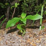 Synedrella nodiflora Hábito