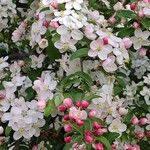 Malus spectabilis অভ্যাস