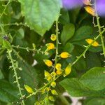 Duranta erecta Mbuma