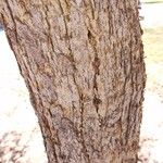 Dalbergia sissoo Bark