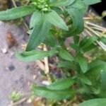 Lobularia maritima Blad