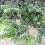 Abies nordmannianaഇല