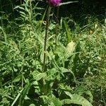 Cirsium heterophyllum Tervik taim