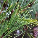 Pinus densiflora List