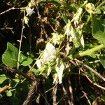 Campanula alliariifolia Blatt