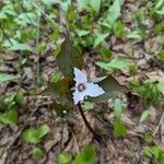 Trillium undulatum Flower