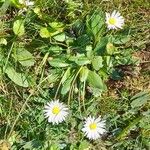 Bellis sylvestrisFlower