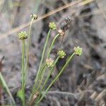 Baldellia ranunculoides Frutto