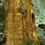 Juniperus occidentalis Bark