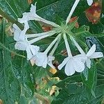 Phlox maculata Fiore