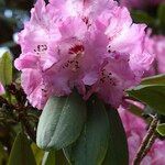 Rhododendron × geraldii Flower