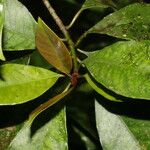 Chrysochlamys glauca Hoja