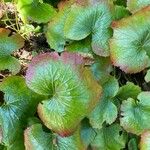 Galax urceolata Leaf