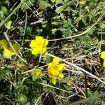 Potentilla brauneana Blomst