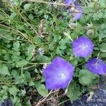 Campanula carpatica Blatt