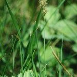 Carex divisa Blomma