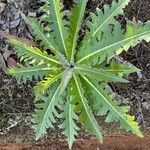 Sonchus canariensis Blatt