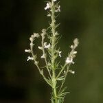 Anarrhinum pedatum Flower
