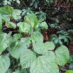 Agelaea pentagyna Leaf