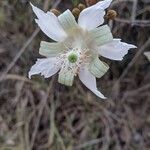 Luehea grandiflora ফুল