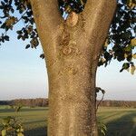 Sorbus intermedia Bark