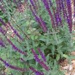 Salvia × sylvestris Агульны выгляд