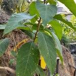 Pterostyrax hispidus Folla