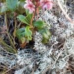 Chimaphila umbellata Folha