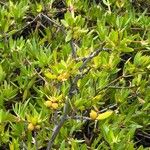 Ernodea littoralis Hoja