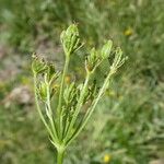 Meum athamanticum Fruit