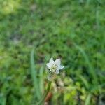Nothoscordum borbonicum Květ