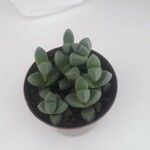 Gibbaeum petrense Hostoa