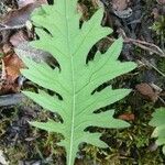 Cirsium alsophilum Leaf