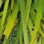 Aristea ecklonii Leaf