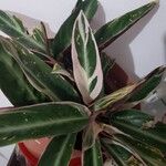 Stromanthe thalia Leaf