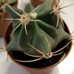 Echinocactus texensisList