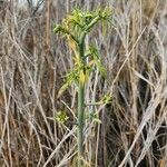 Euphorbia agowensis Bark