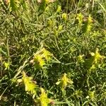 Melampyrum cristatum Συνήθη χαρακτηριστικά