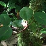 Peperomia peltilimba Otro